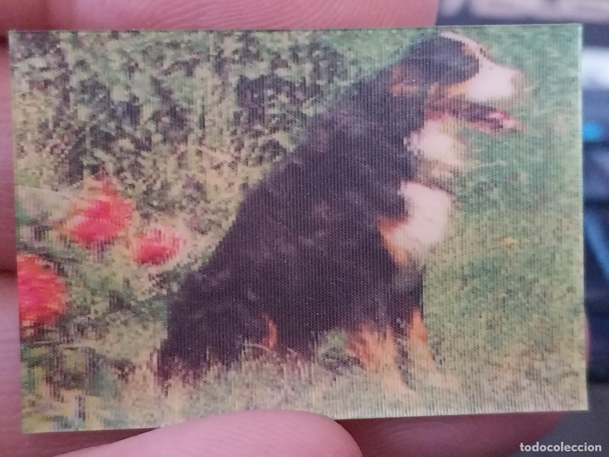 Coleccionismo Cromos antiguos: PANRICO PASTOR ALPES PASTELITOS PROMO MUNDO ANIMALES TRES DIMENSIONES CROMO N&ordm; 7 RECUPERADO