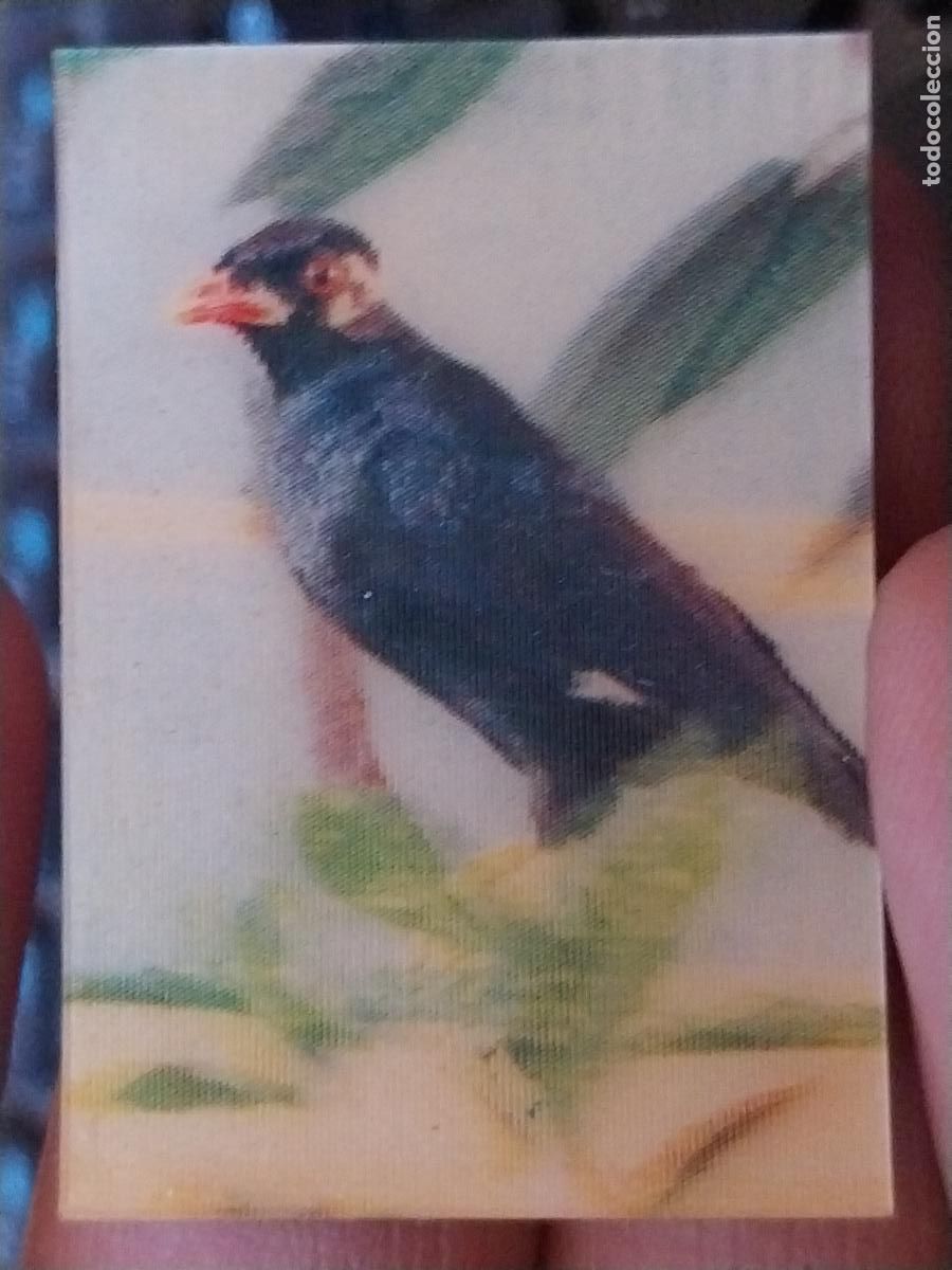 Coleccionismo Cromos antiguos: PANRICO GRACULA RELIGIOSA PASTELITOS PROMO MUNDO ANIMALES TRES DIMENSIONES CROMO N&ordm; 16 RECUPERADO