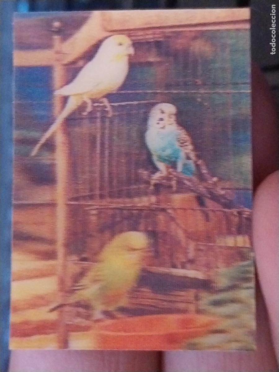 Coleccionismo Cromos antiguos: PANRICO PERIQUITO PASTELITOS PROMO MUNDO ANIMALES TRES DIMENSIONES CROMO N&ordm; 14 RECUPERADO