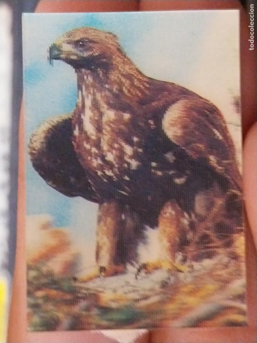 Coleccionismo Cromos antiguos: PANRICO AGUILA PASTELITOS PROMO MUNDO ANIMALES TRES DIMENSIONES CROMO N&ordm; 17 RECUPERADO