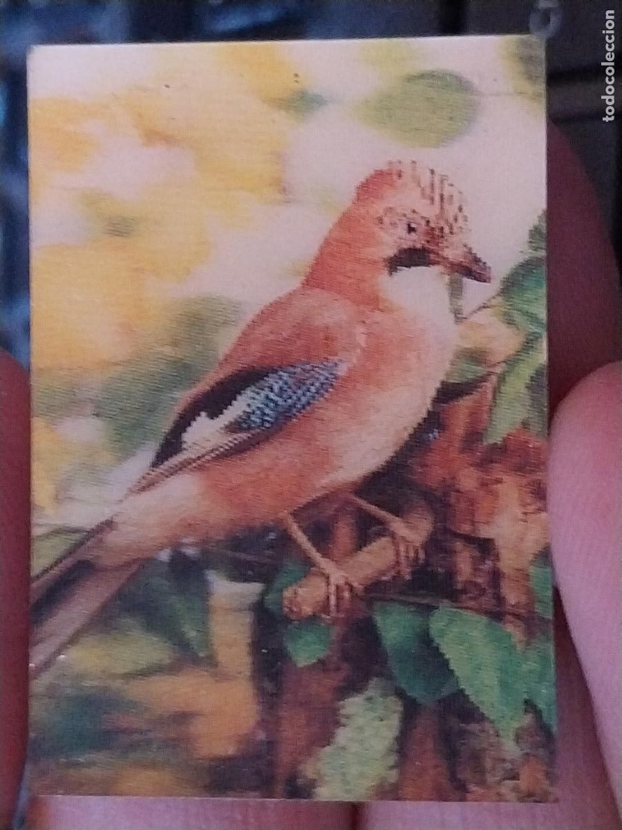Coleccionismo Cromos antiguos: PANRICO ARRENDAJO PASTELITOS PROMO MUNDO ANIMALES TRES DIMENSIONES CROMO N&ordm; 22 RECUPERADO