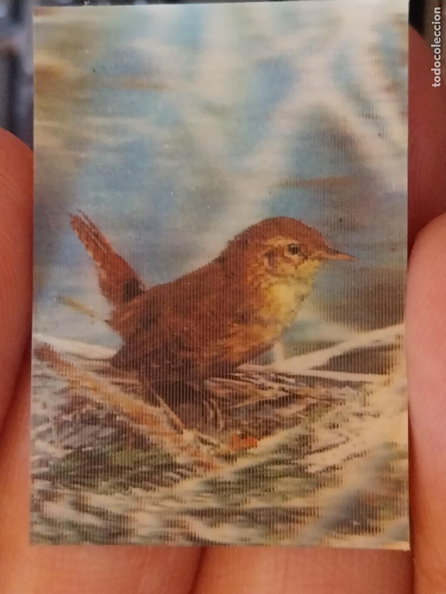 Coleccionismo Cromos antiguos: PANRICO CHOCHIN PASTELITOS PROMO MUNDO ANIMALES TRES DIMENSIONES CROMO N&ordm; 37 RECUPERADO