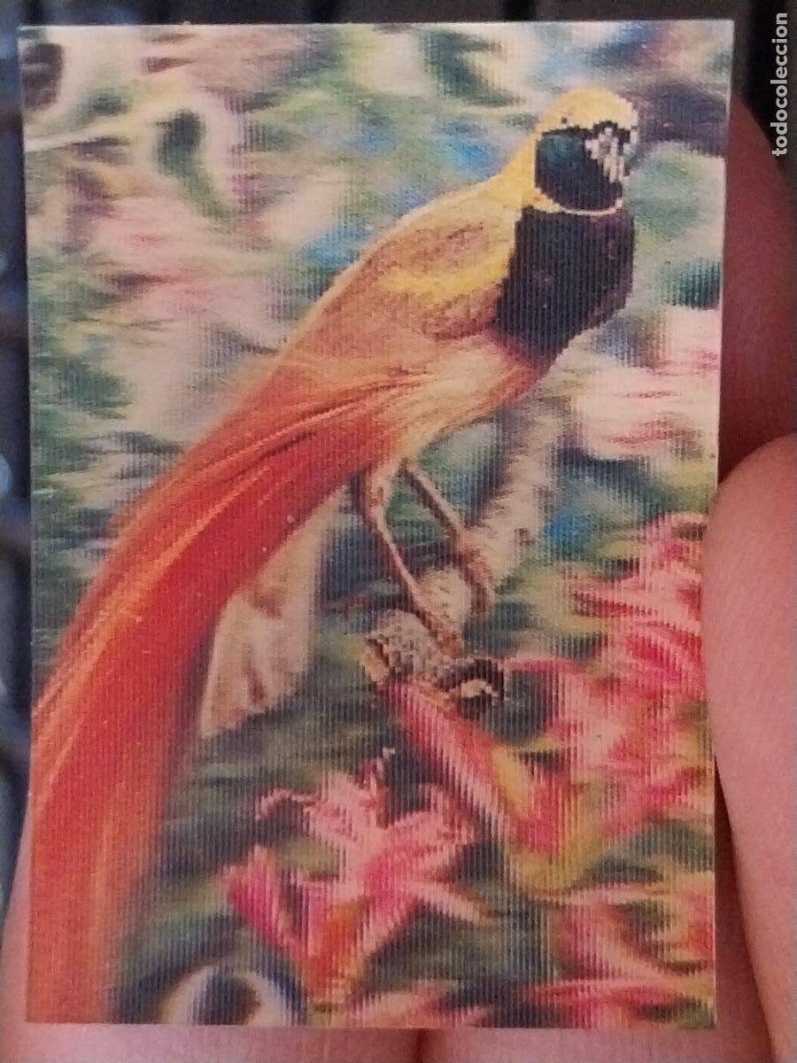 Coleccionismo Cromos antiguos: PANRICO AVE PARAISO PASTELITOS PROMO MUNDO ANIMALES TRES DIMENSIONES CROMO N&ordm; 38 RECUPERADO