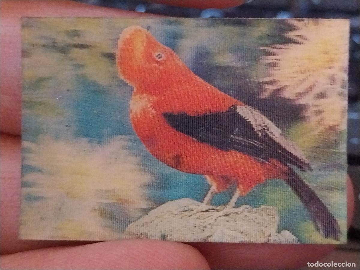 Coleccionismo Cromos antiguos: PANRICO GALLITO ROCA PASTELITOS PROMO MUNDO ANIMALES TRES DIMENSIONES CROMO N&ordm; 33 RECUPERADO