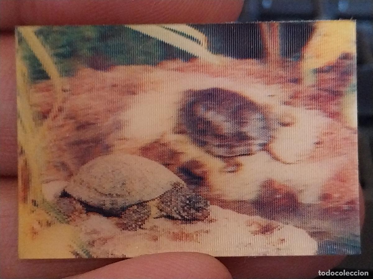 Coleccionismo Cromos antiguos: PANRICO TORTUGA PASTELITOS PROMO MUNDO ANIMALES TRES DIMENSIONES CROMO N&ordm; 50 RECUPERADO