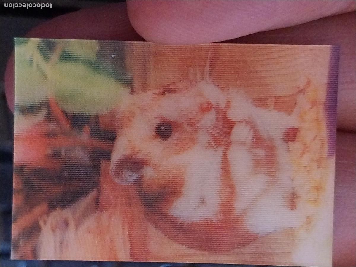 Coleccionismo Cromos antiguos: PANRICO HAMSTER PASTELITOS PROMO MUNDO ANIMALES TRES DIMENSIONES CROMO N&ordm; 48 RECUPERADO