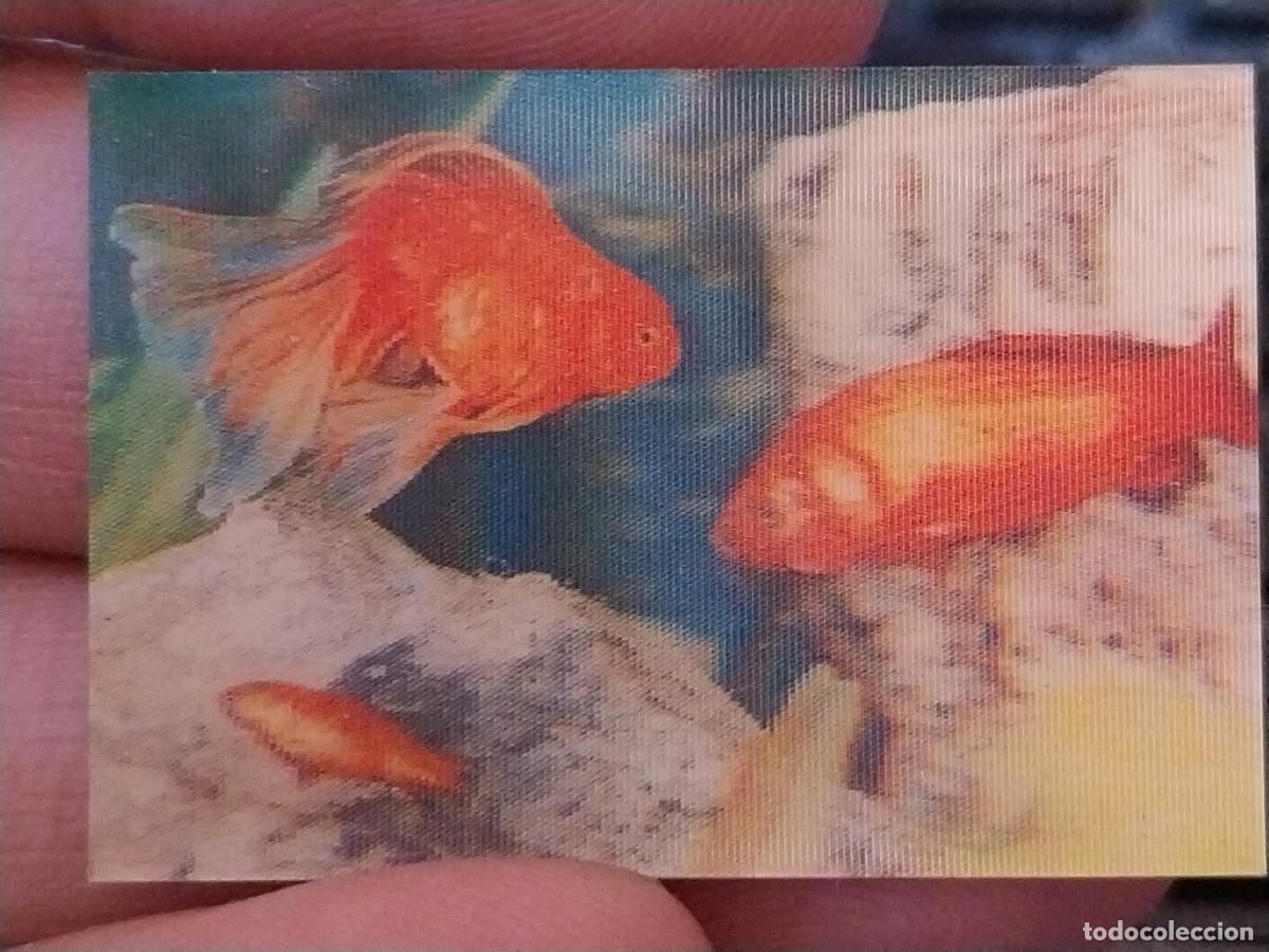 Coleccionismo Cromos antiguos: PANRICO PEZ DORADO PASTELITOS PROMO MUNDO ANIMALES TRES DIMENSIONES CROMO N&ordm; 43 RECUPERADO