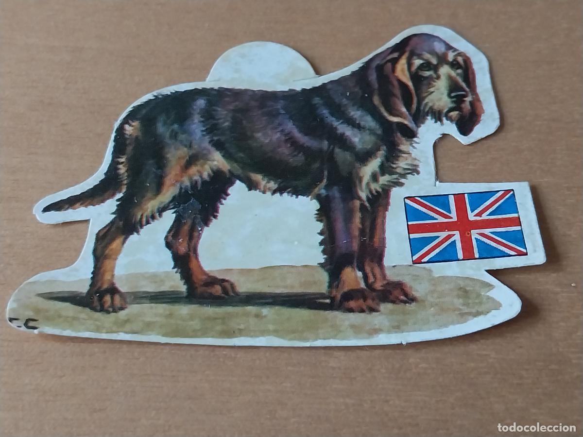 Coleccionismo Cromos antiguos: PANRICO PERRO NUTRIA N&ordm; 37 CROMO SIN PEGAR NUNCA COL PERROS A&Ntilde;OS 70 PASTELITOS PROMO