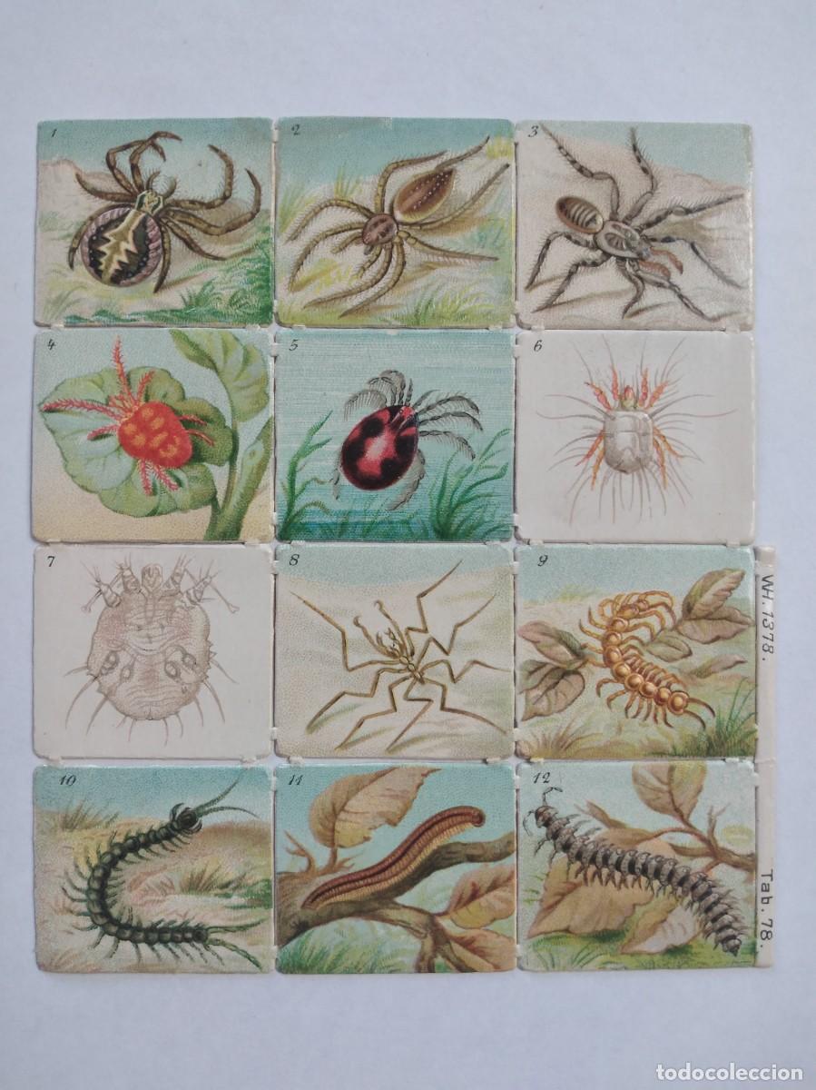 12 Antiguos Cromos Arañas Cienpies Troquelados Relieve sin Publicidad