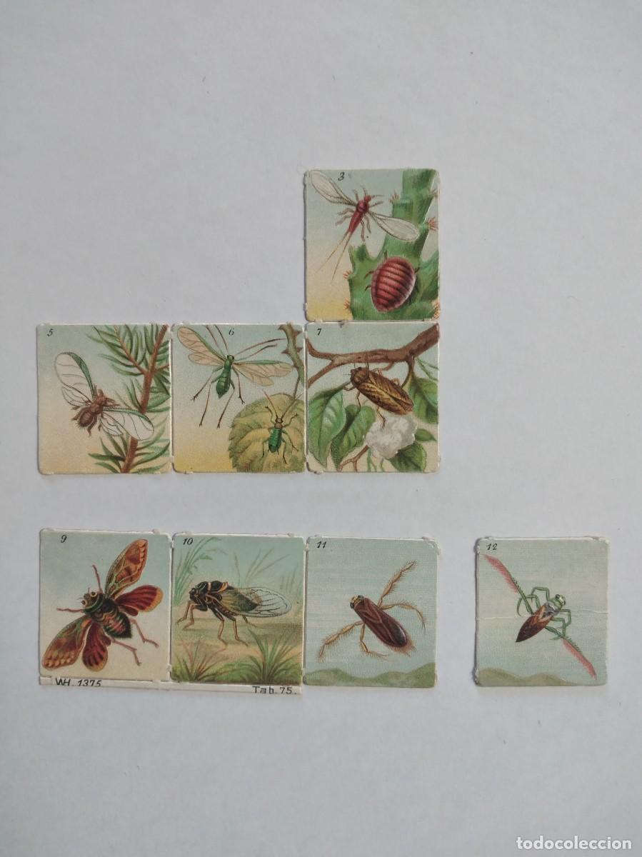 8 Antiguos Cromos Insectos Troquelados Relieve sin Publicidad