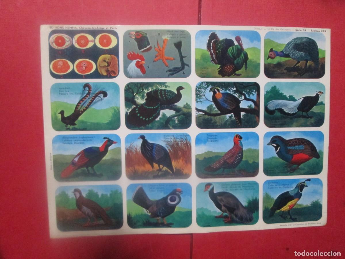 Colecionismo Cromos antigos: LAMINA HEMMA SERIE 39/205