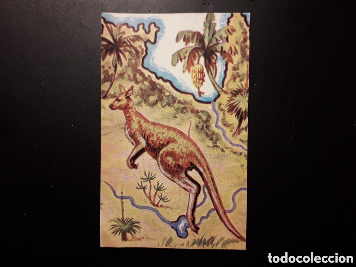 Colecionismo Cromos antigos: CANGURO NUESTRO MUNDO. ATLAS ILUSTRADO N&deg; 214 BIMBO BRUGUERA 1967 SIN PEGAR PEDIDO M&Iacute;NIMO 3&euro;