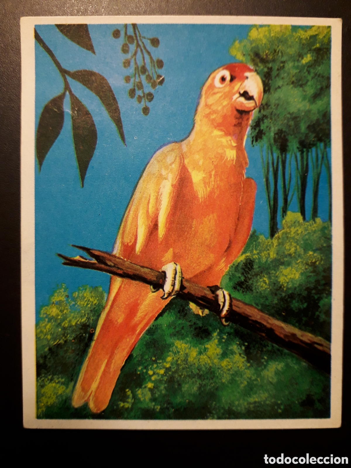 Colecionismo Cromos antigos: PAPAGAYO, AM&Eacute;RICA Y SUS HABITANTES ED MAGA 1968 N&deg; 210 SIN PEGAR PEDIDO M&Iacute;NIMO 3&euro;