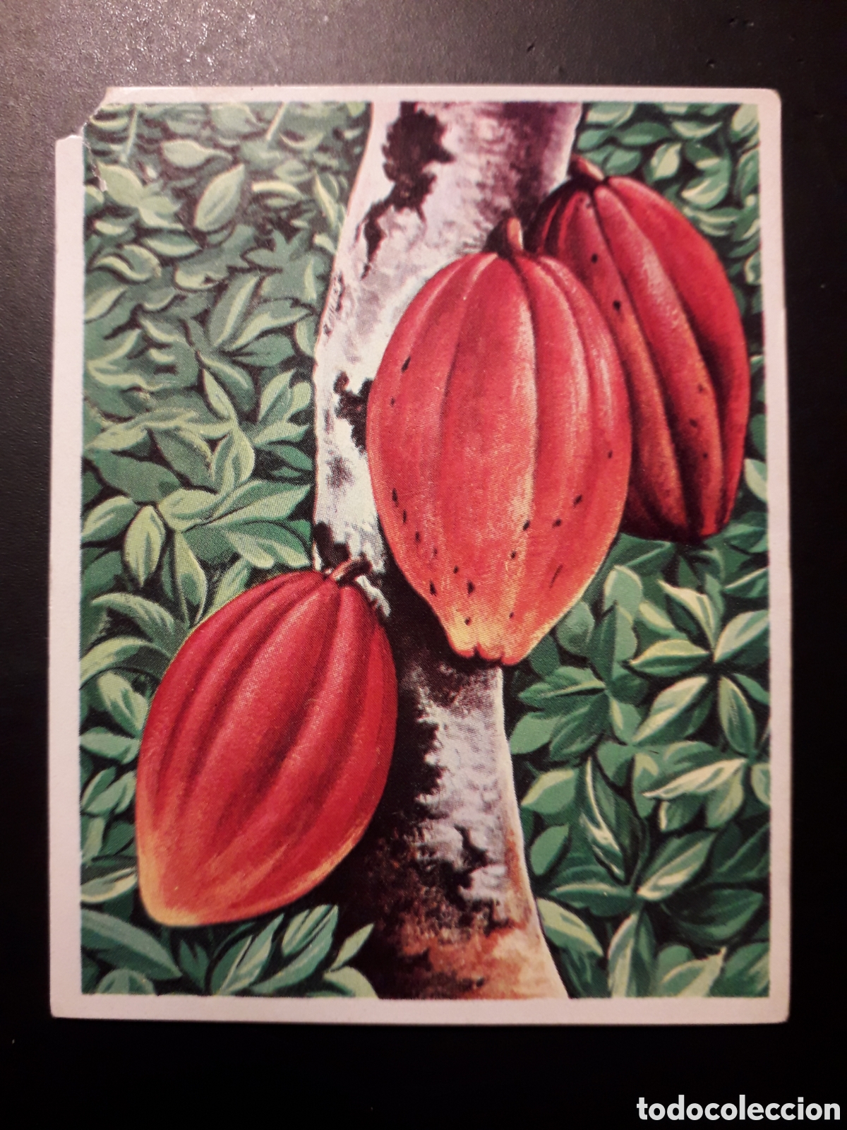 Colecionismo Cromos antigos: CACAO, AM&Eacute;RICA Y SUS HABITANTES ED MAGA 1968 N&deg; 251 SIN PEGAR, DEFECTUOSO PEDIDO M&Iacute;NIMO 3&euro;
