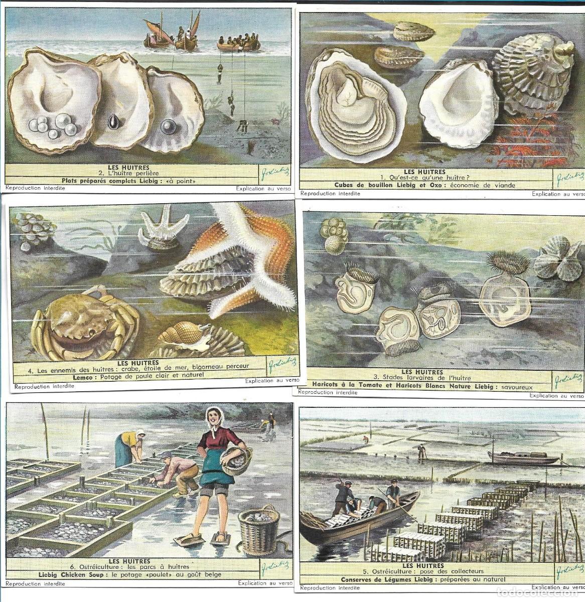 Colecionismo Cromos antigos: LIEBIG SANGUINETTI NUMERO 1596