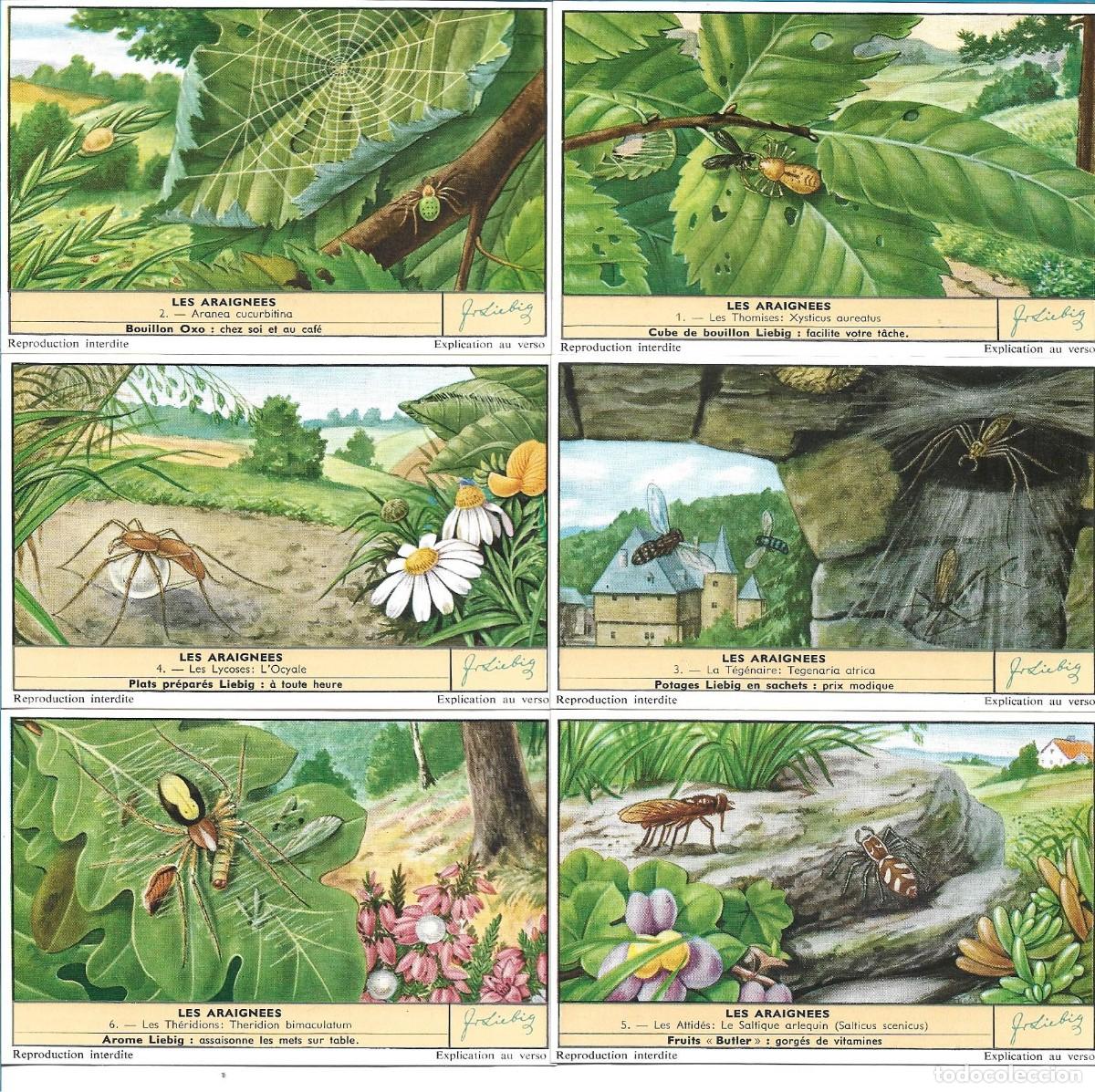 Sammeln alte Sammelbilder: LIEBIG SANGUINETTI NUMERO 1695
