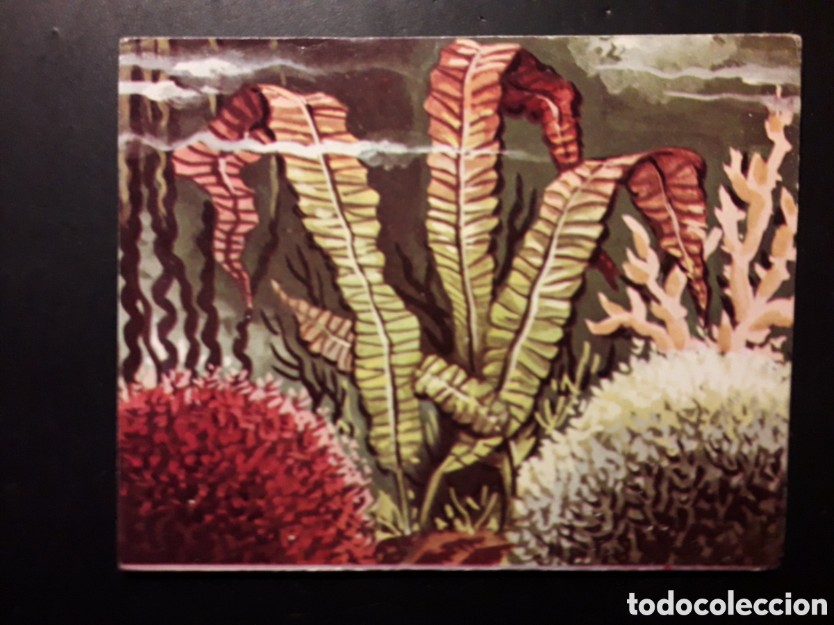 Collectionnisme Cartes &agrave; collectionner anciennes: VEJETALES, EL MUNDO SUBMARINO N&deg; 17 PRODUCCIONES EDITORIALES 1973 SIN PEGAR PEDIDO M&Iacute;NIMO 3&euro;