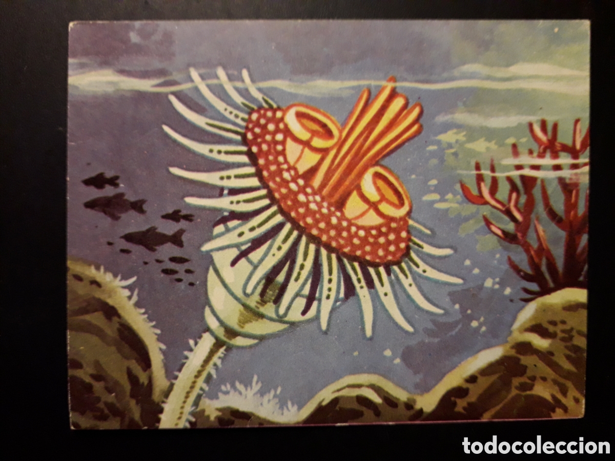 Collectionnisme Cartes &agrave; collectionner anciennes: HIDROZOARIO, EL MUNDO SUBMARINO N&deg; 33 PRODUCCIONES EDITORIALES 1973 SIN PEGAR PEDIDO M&Iacute;NIMO 3&euro;