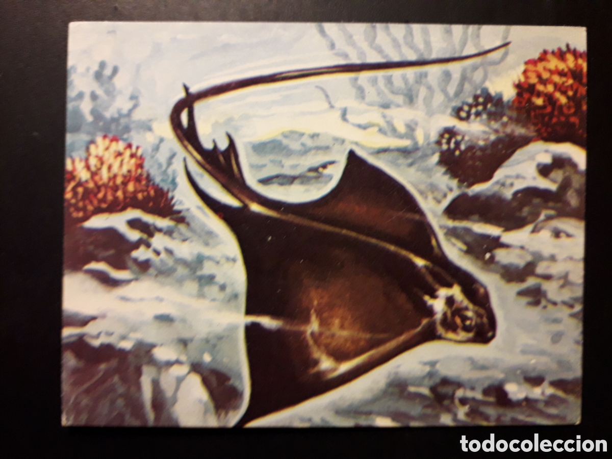 Collectionnisme Cartes &agrave; collectionner anciennes: RAYA ANGUILA, EL MUNDO SUBMARINO N&deg; 49 PRODUCCIONES EDITORIALES 1973 SIN PEGAR PEDIDO M&Iacute;NIMO 3&euro;