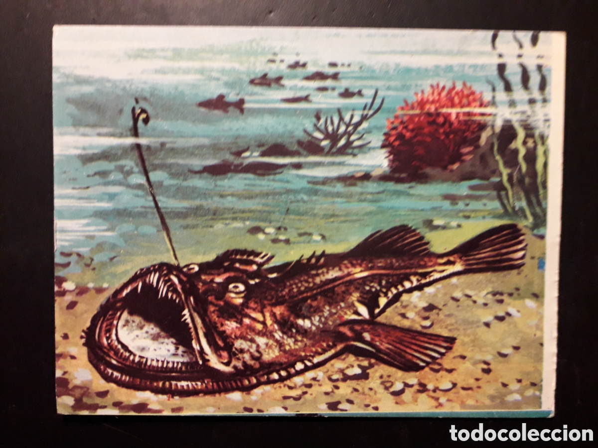 Collectionnisme Cartes &agrave; collectionner anciennes: PEJESAPO, RAPE EL MUNDO SUBMARINO N&deg; 51 PRODUCCIONES EDITORIALES 1973 SIN PEGAR PEDIDO M&Iacute;NIMO 3&euro;