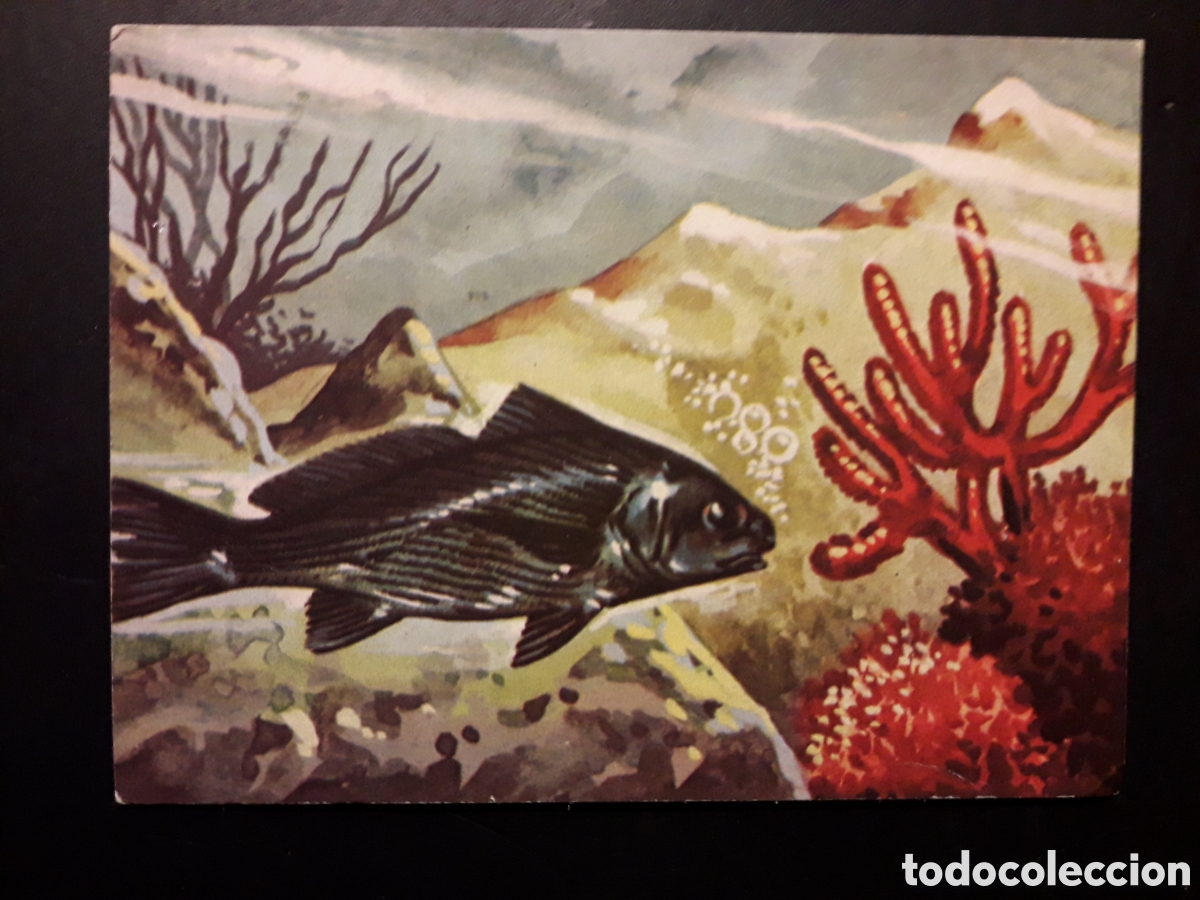 Collectionnisme Cartes &agrave; collectionner anciennes: PEZ RONCADOR, EL MUNDO SUBMARINO N&deg; 53 PRODUCCIONES EDITORIALES 1973 SIN PEGAR PEDIDO M&Iacute;NIMO 3&euro;