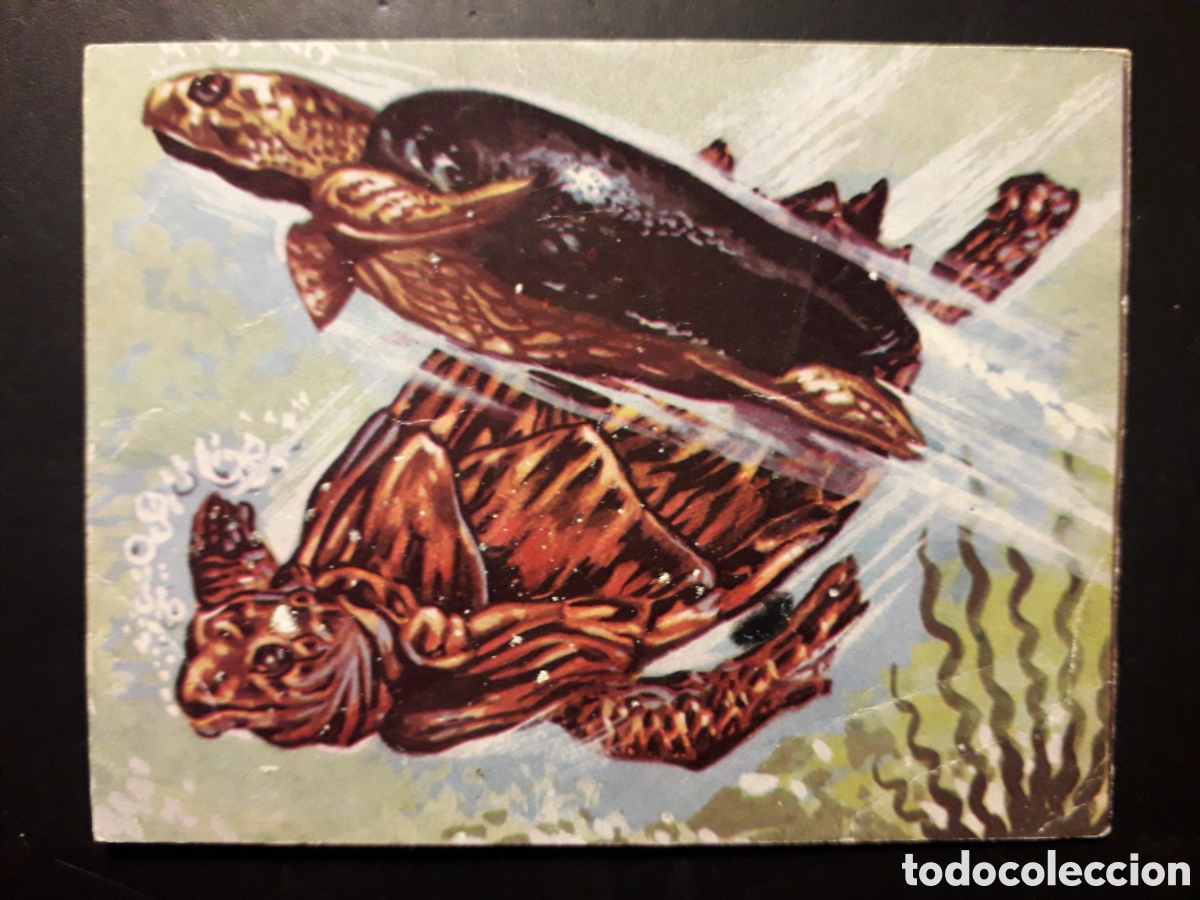 Collectionnisme Cartes &agrave; collectionner anciennes: TORTUGAS, EL MUNDO SUBMARINO N&deg; 61 PRODUCCIONES EDITORIALES 1973 SIN PEGAR, ARRUGAS PEDIDO M&Iacute;NIMO 3&euro;