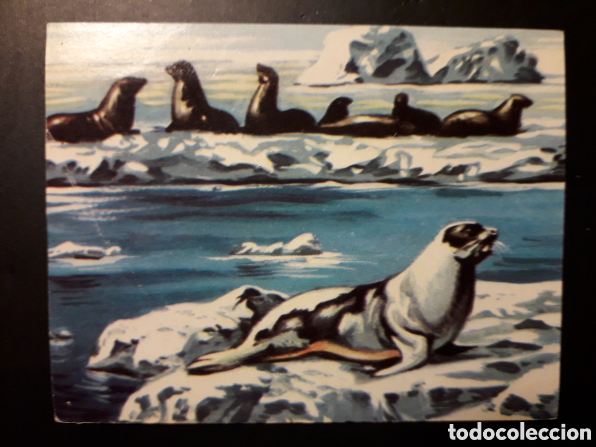 Collectionnisme Cartes &agrave; collectionner anciennes: FOCAS, EL MUNDO SUBMARINO N&deg; 65 PRODUCCIONES EDITORIALES 1973 SIN PEGAR, ARRUGAS PEDIDO M&Iacute;NIMO 3&euro;.