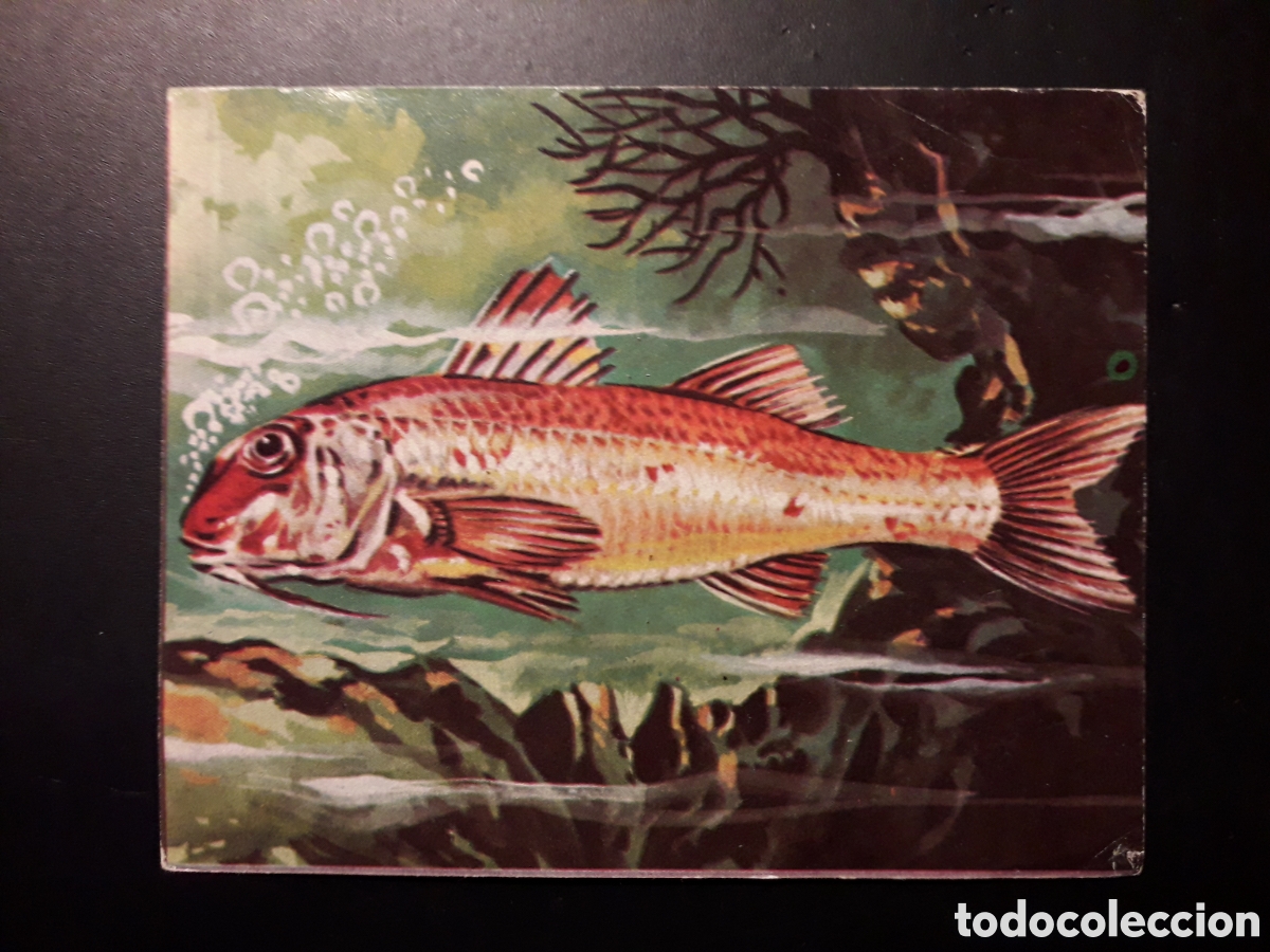 Collectionnisme Cartes &agrave; collectionner anciennes: SALMONETE, EL MUNDO SUBMARINO N&deg; 75 PRODUCCIONES EDITORIALES 1973 SIN PEGAR, PEDIDO M&Iacute;NIMO 3&euro;.