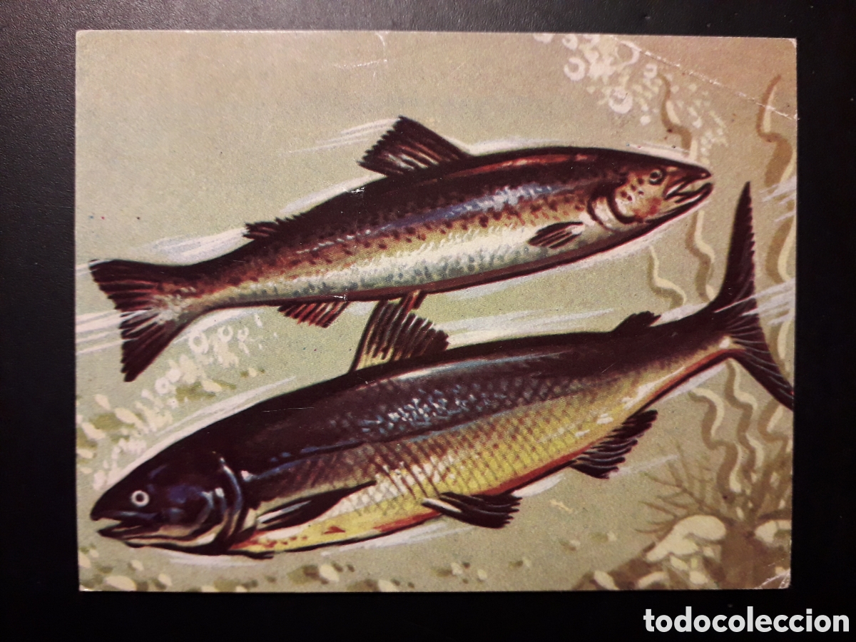 Collectionnisme Cartes &agrave; collectionner anciennes: SALMONES, EL MUNDO SUBMARINO N&deg; 79 PRODUCCIONES EDITORIALES 1973 SIN PEGAR, PEDIDO M&Iacute;NIMO 3&euro;
