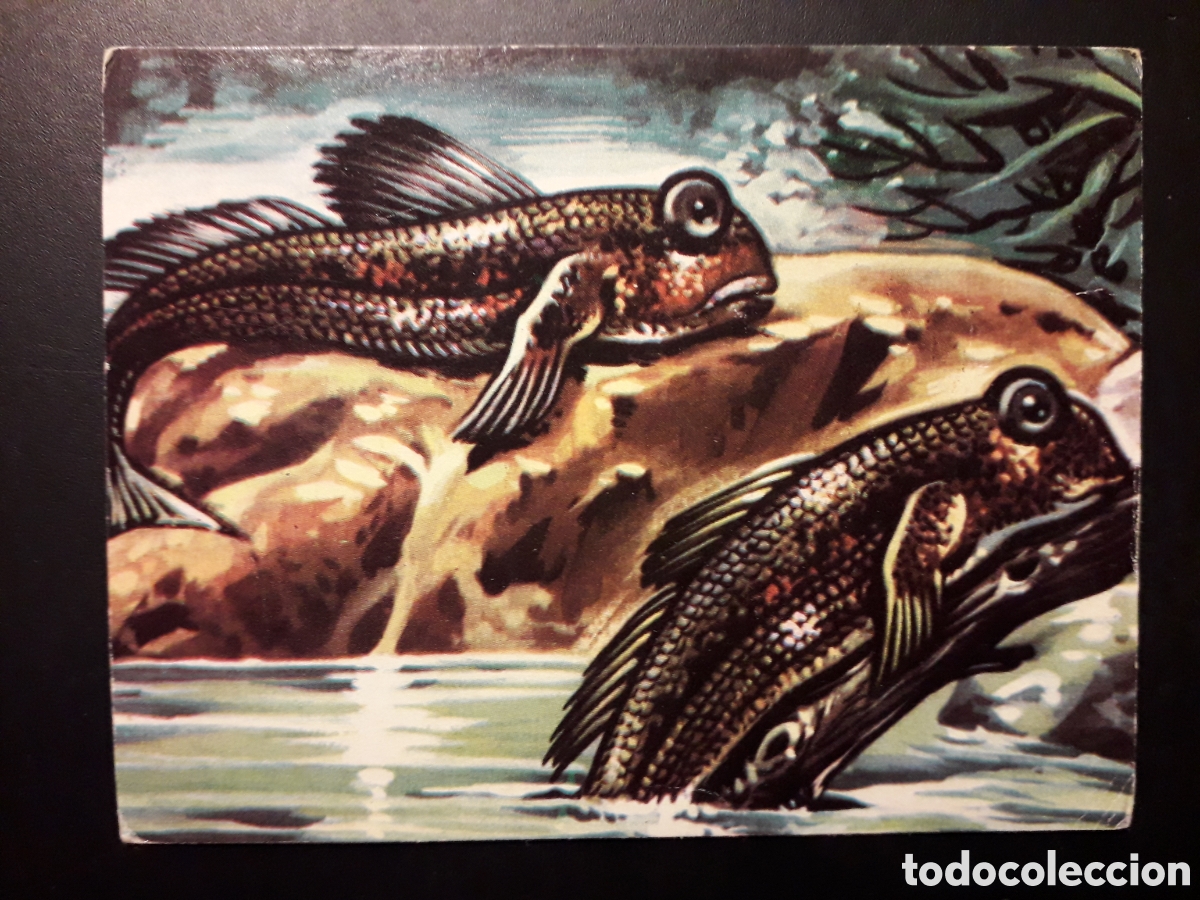 Collectionnisme Cartes &agrave; collectionner anciennes: SALTAR&Iacute;N, EL MUNDO SUBMARINO N&deg; 82 PRODUCCIONES EDITORIALES 1973 SIN PEGAR, PEDIDO M&Iacute;NIMO 3&euro;