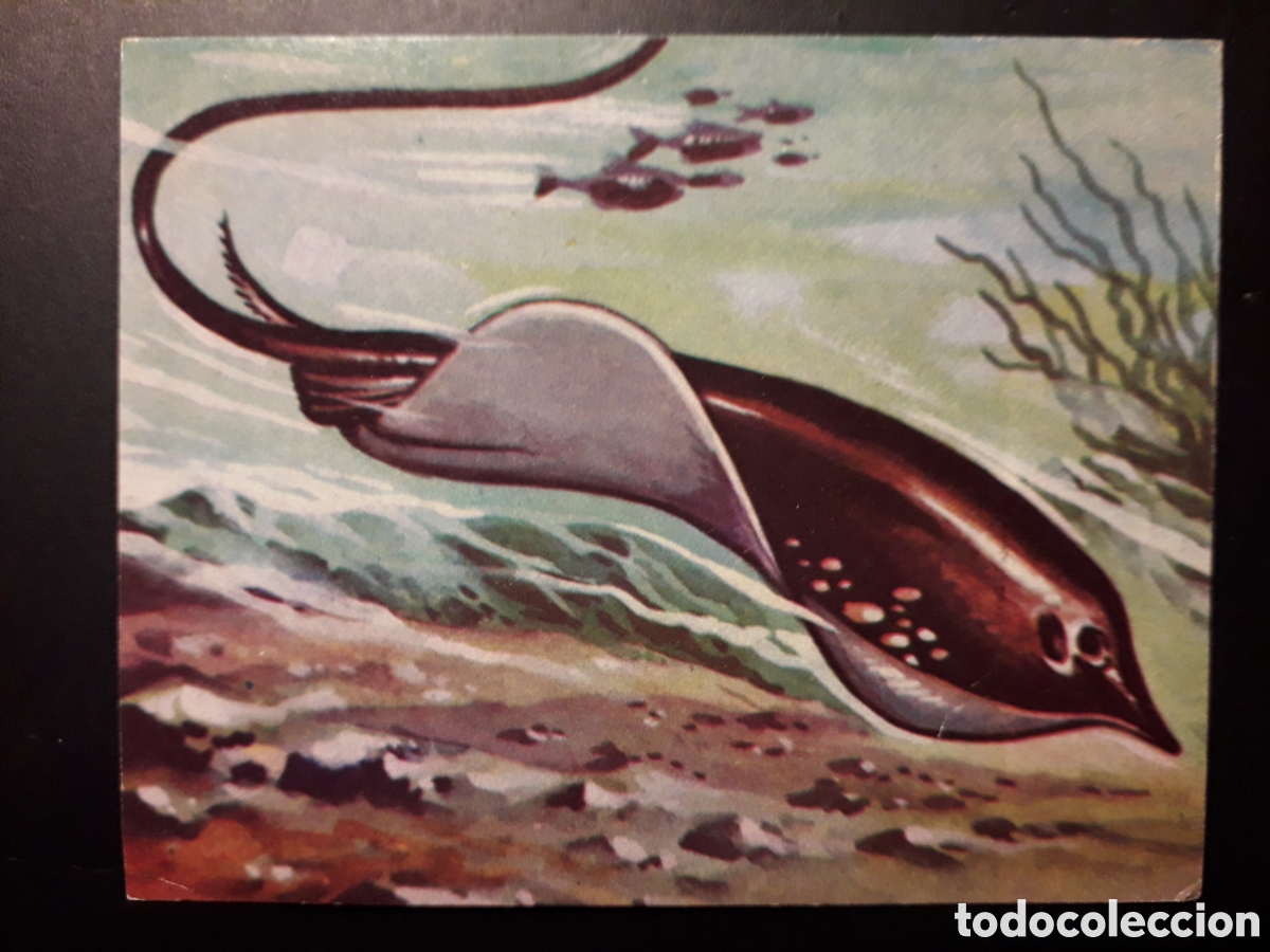 Collectionnisme Cartes &agrave; collectionner anciennes: MANTA, EL MUNDO SUBMARINO N&deg; 84 PRODUCCIONES EDITORIALES 1973 SIN PEGAR, PEDIDO M&Iacute;NIMO 3&euro;