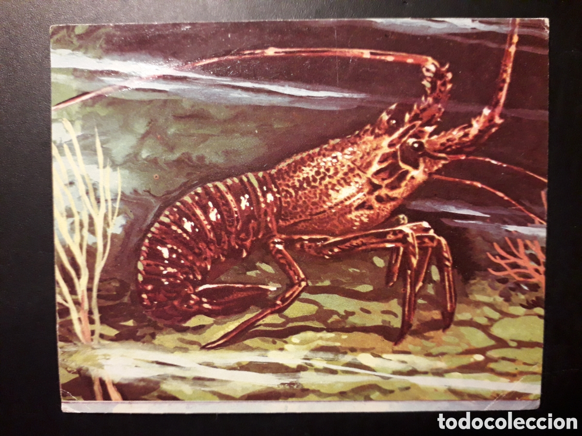 Collectionnisme Cartes &agrave; collectionner anciennes: LANGOSTA, EL MUNDO SUBMARINO N&deg; 100 PRODUCCIONES EDITORIALES 1973 SIN PEGAR, PEDIDO M&Iacute;NIMO 3&euro;
