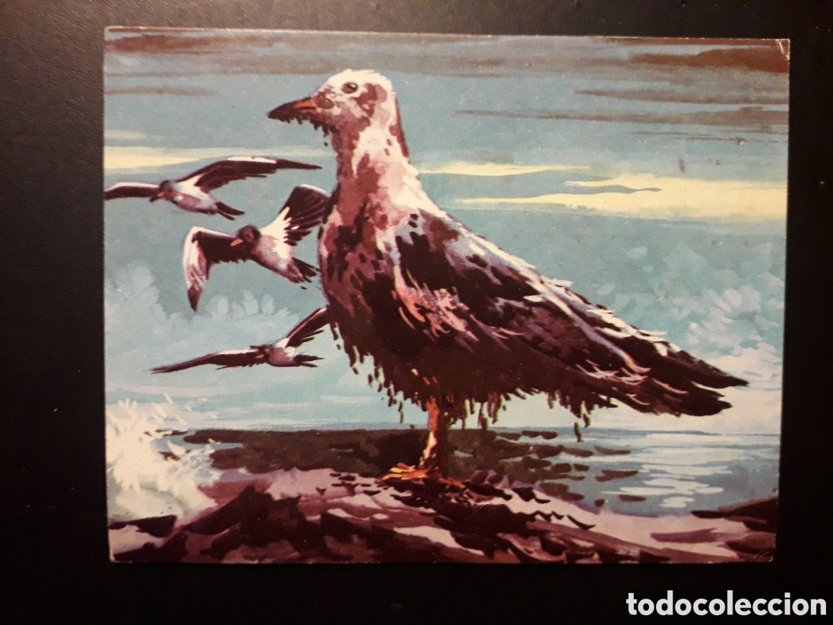 Colecionismo Cromos antigos: AVES MARINAS, EL MUNDO SUBMARINO N&deg; 104 PRODUCCIONES EDITORIALES 1973 SIN PEGAR, PEDIDO M&Iacute;NIMO 3&euro;