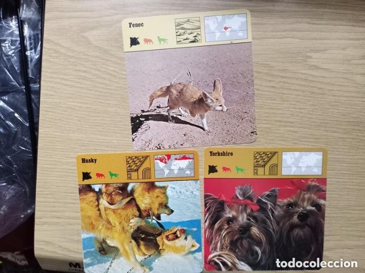 Coleccionismo cromos antiguos: FICHAS ANIMALES --- FENEC - HUSKY - YORKSHIRE - Foto 1