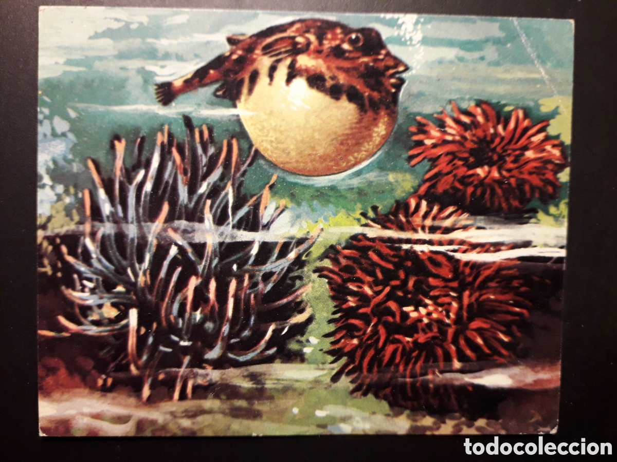Colecionismo Cromos antigos: PEZ GLOBO, EL MUNDO SUBMARINO N&deg; 195 PRODUCCIONES EDITORIALES 1973 SIN PEGAR PEDIDO M&Iacute;NIMO 3&euro;