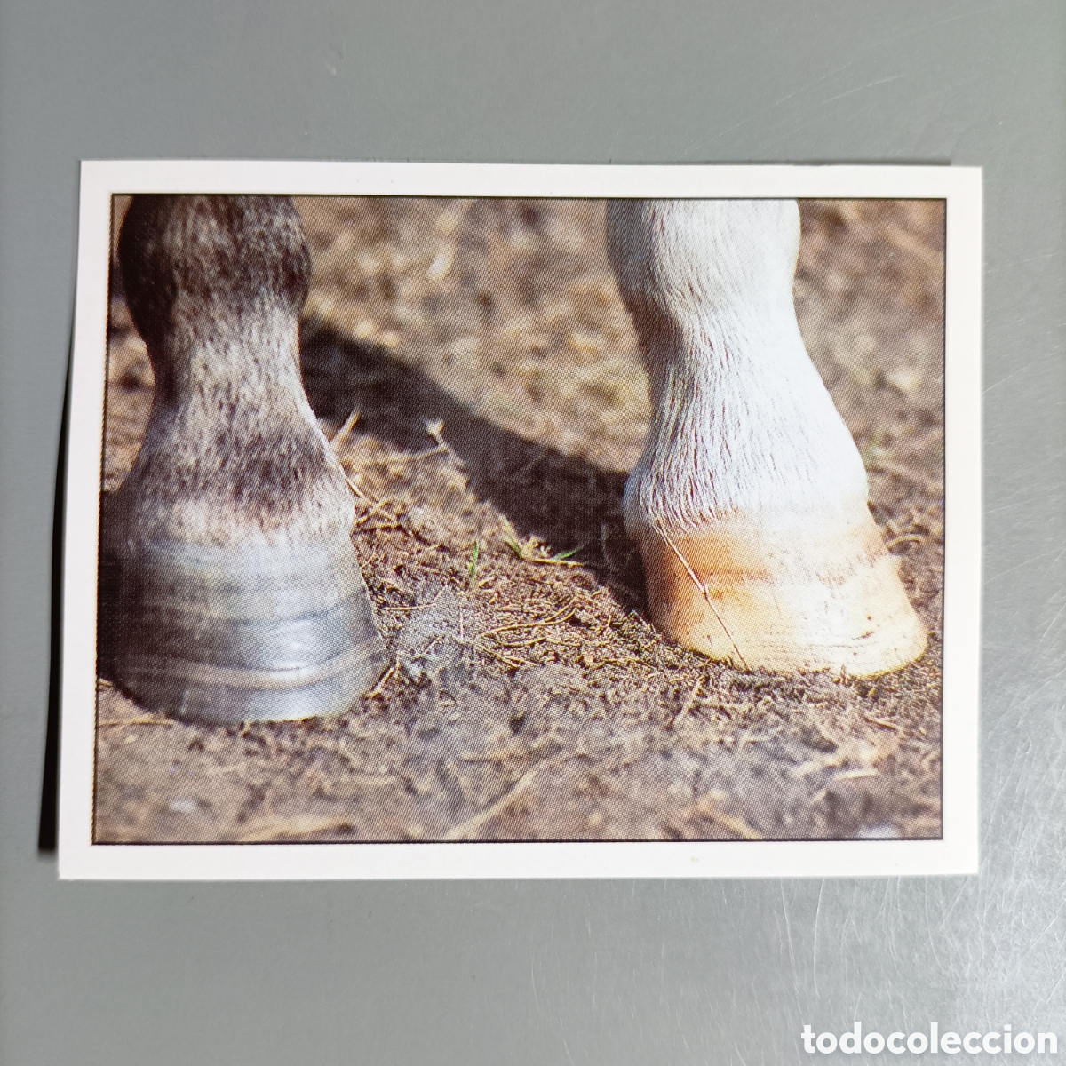Coleccionismo cromos antiguos: CROMO PANINI. CABALLOS. №171 - Foto 1