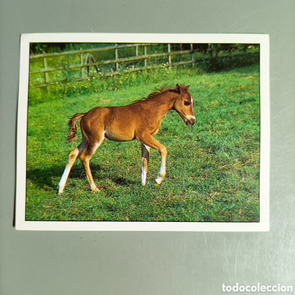Coleccionismo cromos antiguos: CROMO PANINI. CABALLOS. №169 - Foto 1