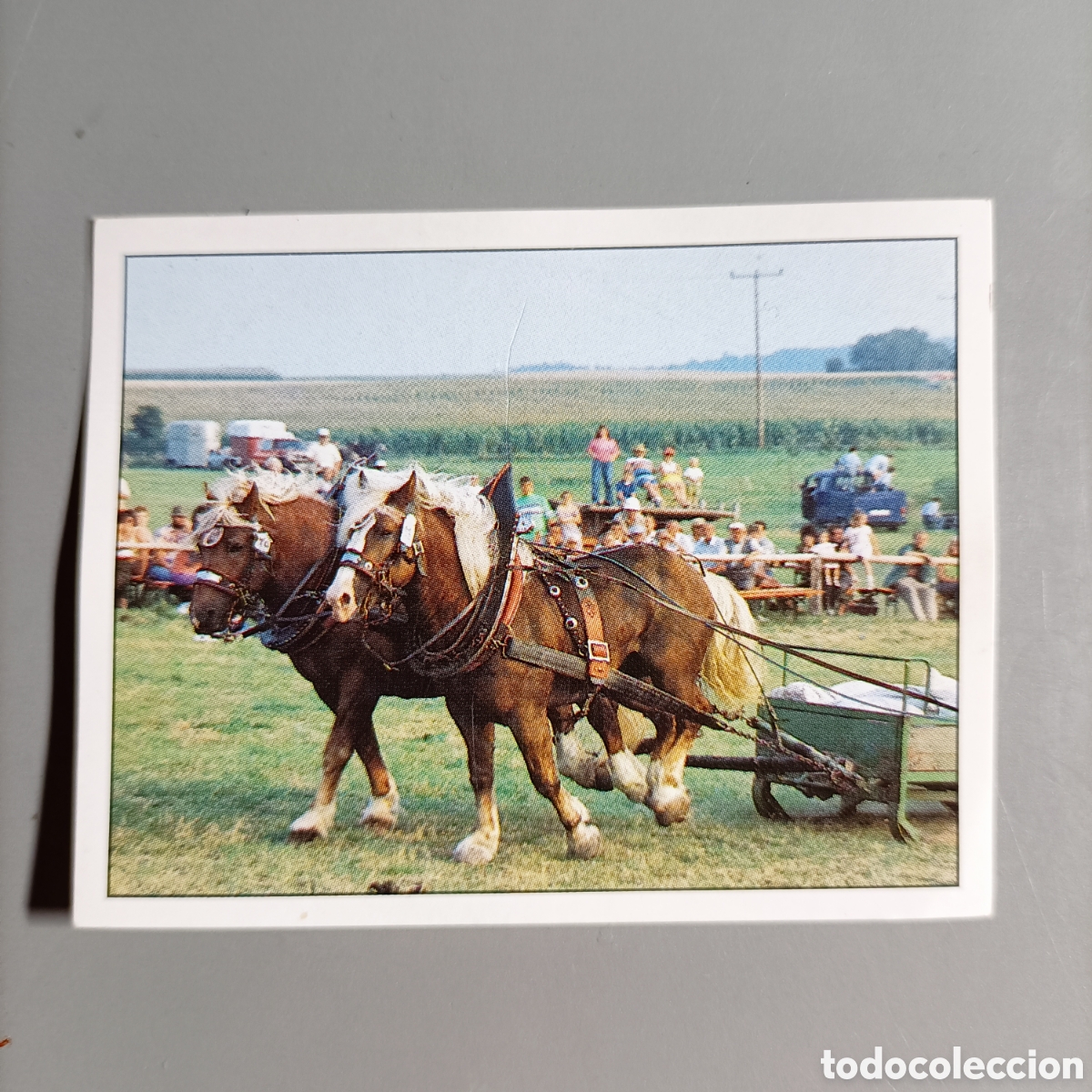 Coleccionismo cromos antiguos: CROMO PANINI. CABALLOS. №164 - Foto 1