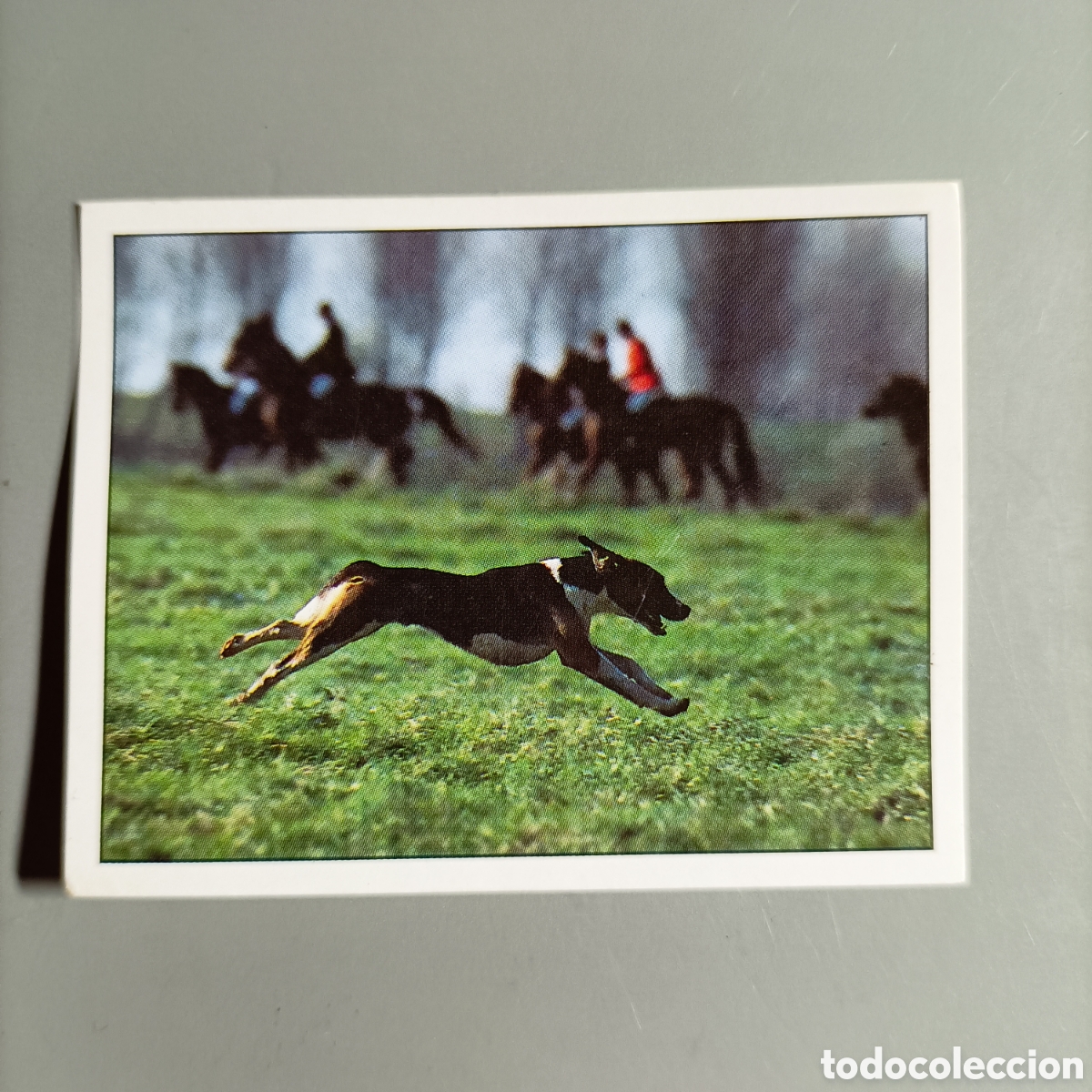 Coleccionismo cromos antiguos: CROMO PANINI. CABALLOS. №161 - Foto 1