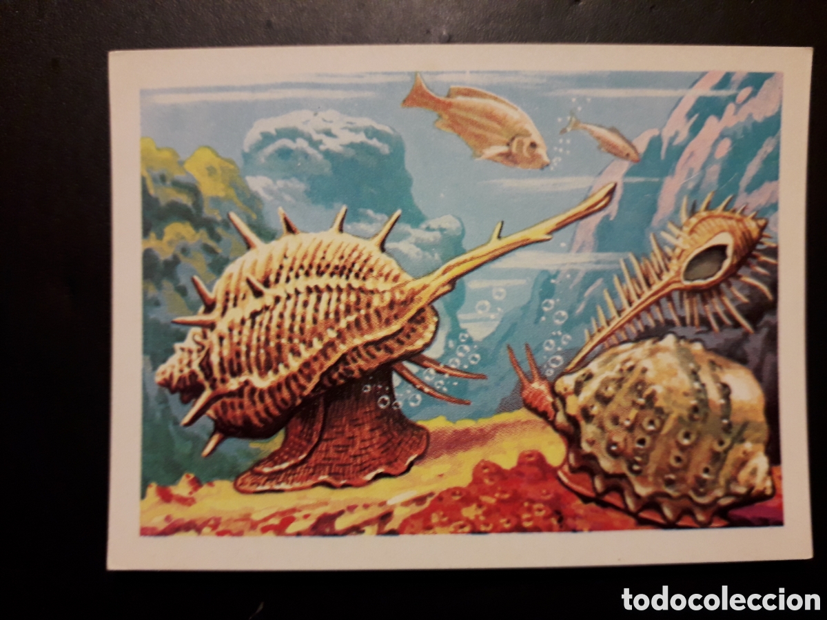 Collectable Antique Stickers: MURICE, PANORAMA ZOOL&Oacute;GICO RUIZ ROMERO 1973 N&deg; 21 SIN PEGAR PEDIDO M&Iacute;NIMO 3&euro;