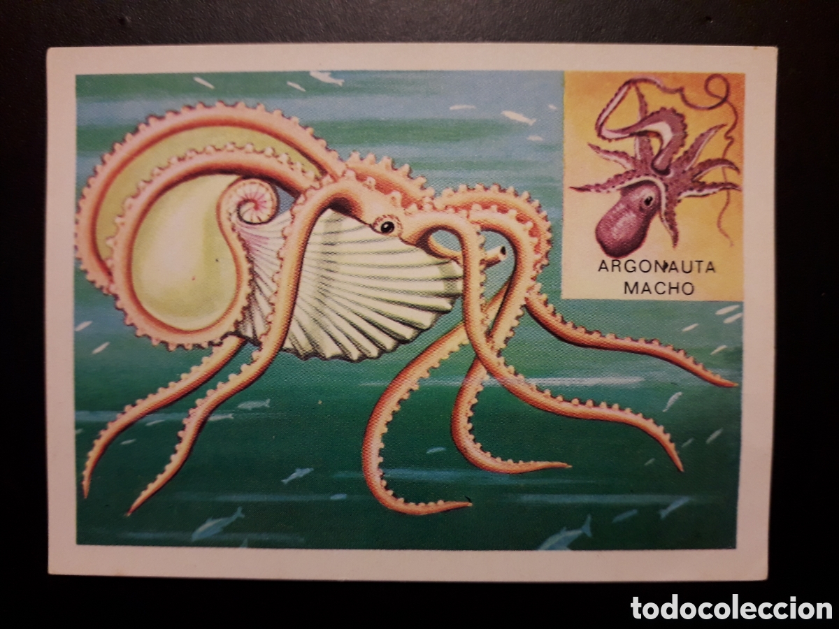 Collectable Antique Stickers: ARGONAUTA, PANORAMA ZOOL&Oacute;GICO RUIZ ROMERO 1973 N&deg; 24 SIN PEGAR PEDIDO M&Iacute;NIMO 3&euro;