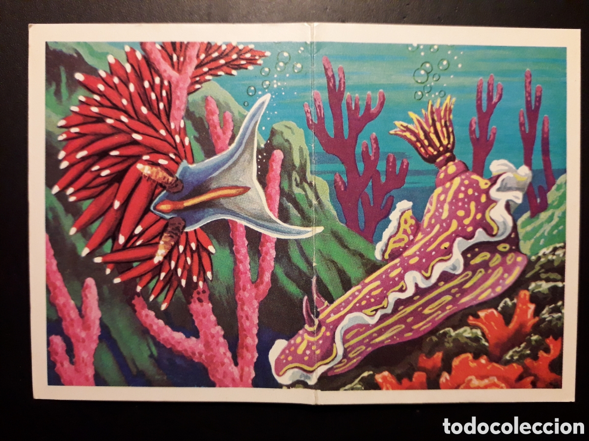 Collectable Antique Stickers: NUDIBRANQUIOS, PANORAMA ZOOL&Oacute;GICO RUIZ ROMERO 1973 N&deg; 29 Y 30 SIN PEGAR PEDIDO M&Iacute;NIMO 3&euro;.