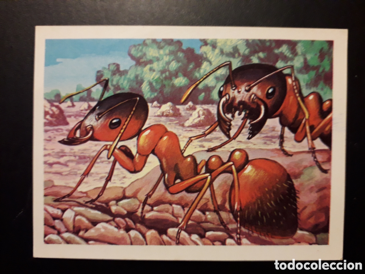 Collectable Antique Stickers: HORMIGA DE FUEGO, PANORAMA ZOOL&Oacute;GICO RUIZ ROMERO 1973 N&deg; 78 SIN PEGAR PEDIDO M&Iacute;NIMO 3&euro;