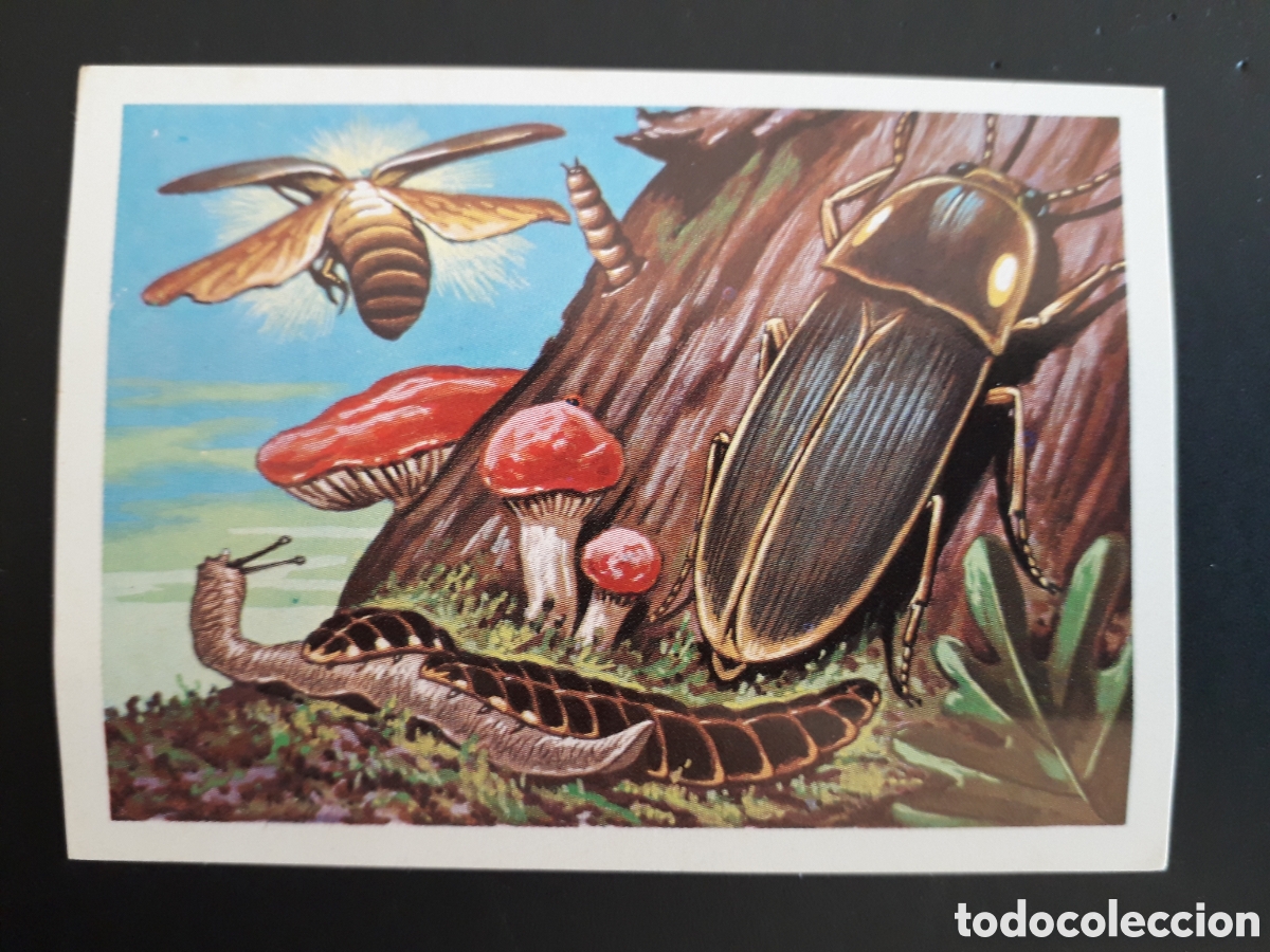 Collectable Antique Stickers: COCUYO, PANORAMA ZOOL&Oacute;GICO RUIZ ROMERO 1973 N&deg; 84 SIN PEGAR PEDIDO M&Iacute;NIMO 3&euro;