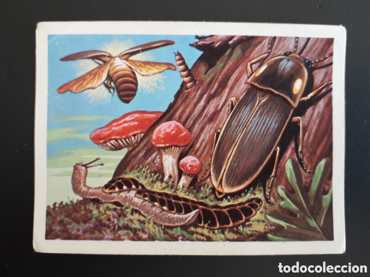 Collectable Antique Stickers: COCUYO, PANORAMA ZOOL&Oacute;GICO RUIZ ROMERO 1973 N&deg; 84 SIN PEGAR, ARRUGAS PEDIDO M&Iacute;NIMO 3&euro;.