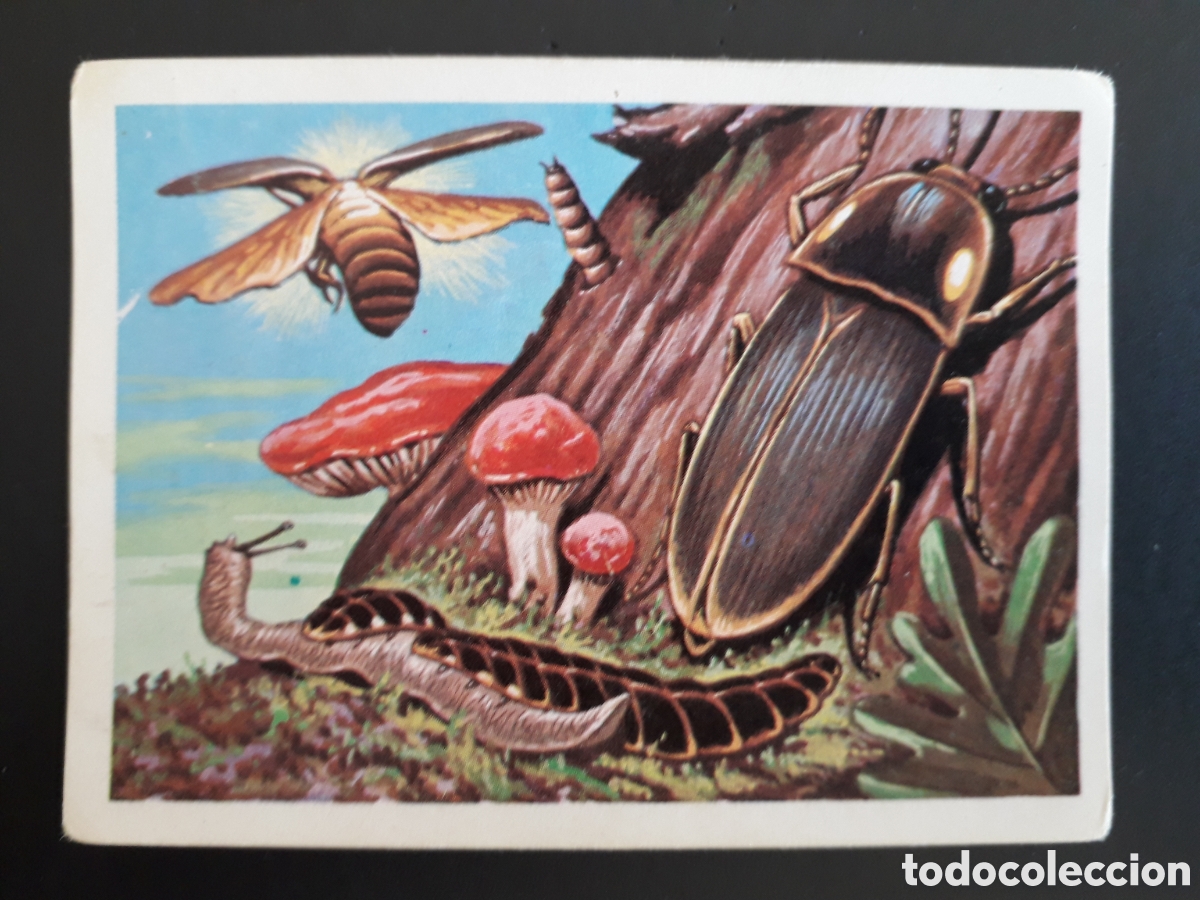 Collectable Antique Stickers: COCUYO, PANORAMA ZOOL&Oacute;GICO RUIZ ROMERO 1973 N&deg; 84 SIN PEGAR, ESCRITO EN TRASERA PEDIDO M&Iacute;NIMO 3&euro;