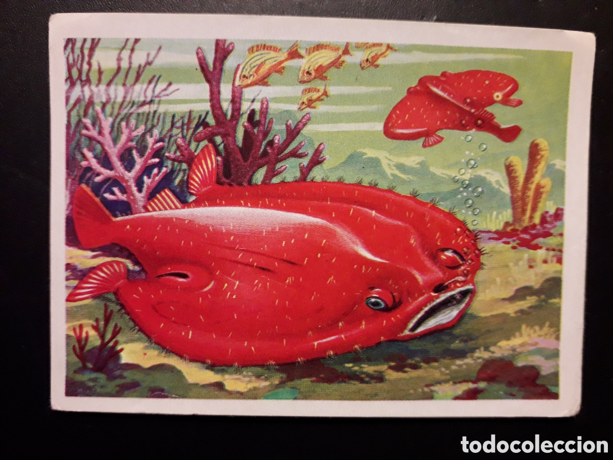 Colecionismo Cromos antigos: PECES, PANORAMA ZOOL&Oacute;GICO RUIZ ROMERO 1973 N&deg; 121 SIN PEGAR PEQUE&Ntilde;A RAJITA LATERAL PEDIDO M&Iacute;NIMO 3&euro;