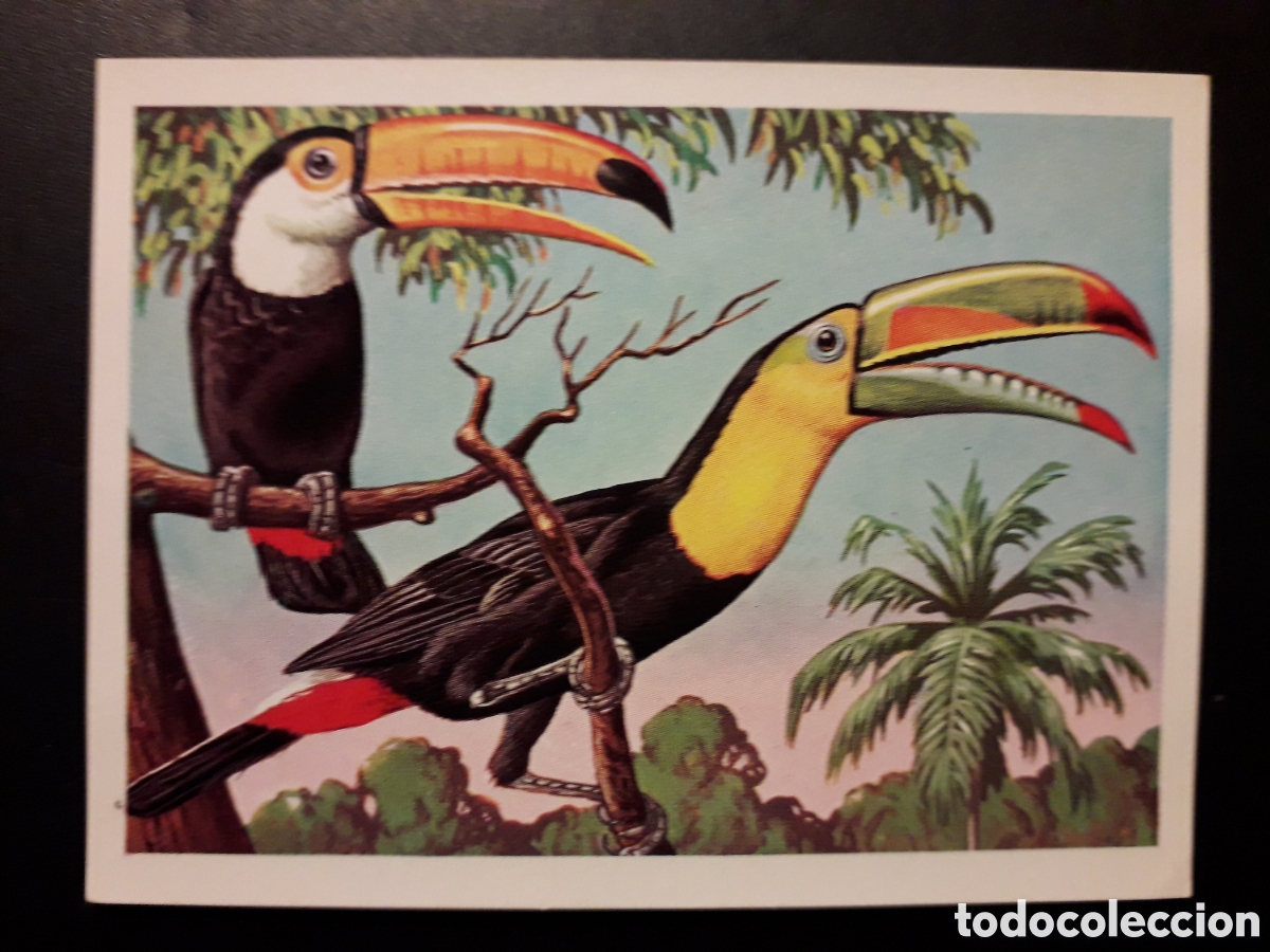 Collectable Antique Stickers: AVES, TUC&Aacute;N PANORAMA ZOOL&Oacute;GICO RUIZ ROMERO 1973 N&deg; 199 SIN PEGAR. PEDIDO M&Iacute;NIMO 3&euro;