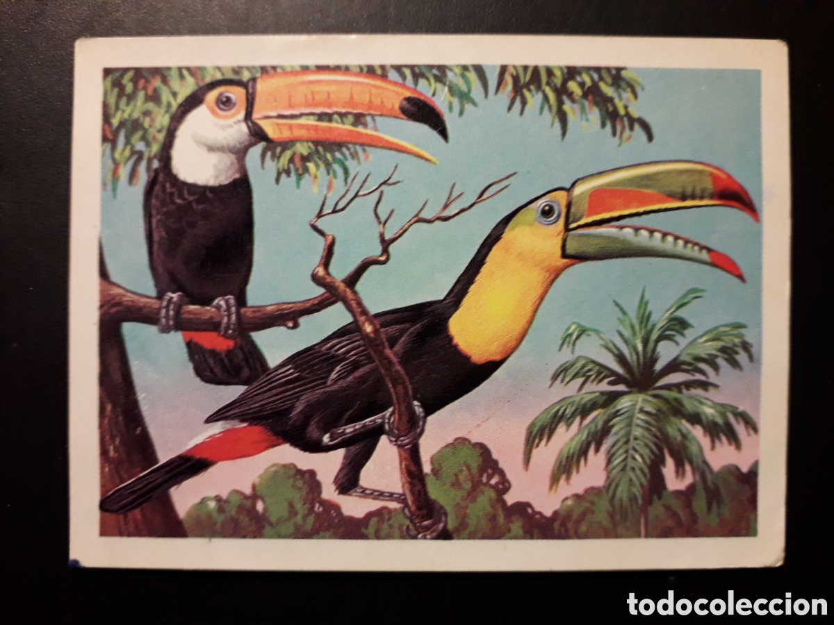 Collectable Antique Stickers: AVES, TUC&Aacute;N PANORAMA ZOOL&Oacute;GICO RUIZ ROMERO 1973 N&deg; 199 SIN PEGAR ESCRITO EN TRASERA PEDIDO M&Iacute;NIMO 3&euro;
