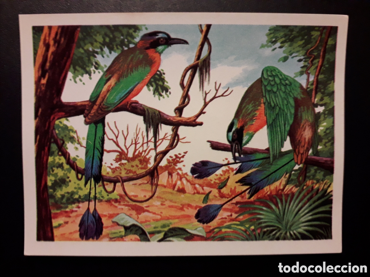 Collectable Antique Stickers: AVES, MOMOTO PANORAMA ZOOL&Oacute;GICO RUIZ ROMERO 1973 N&deg; 204 SIN PEGAR. PEDIDO M&Iacute;NIMO 3&euro;